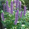 Ansie Hyssop Perennial by Regional Science Consortium