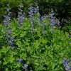 Blue False Indigo Perennial by by Regional Science Consortium