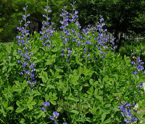 Blue False Indigo Perennial by by Regional Science Consortium