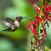 Cardinal Flower Perennial by Regional Science Consortium