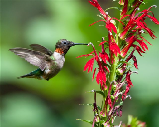 Cardinal Flower Perennial by Regional Science Consortium