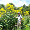 Cup Plant Perennial by Regional Science Consortium