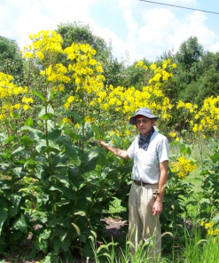 Cup Plant Perennial by Regional Science Consortium