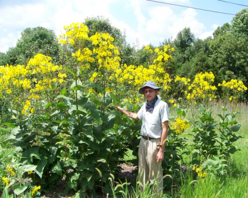 Cup Plant Perennial by Regional Science Consortium