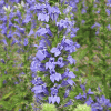 Great Blue Lobelia Perennial by Regional Science Consortium