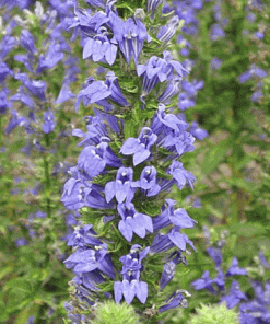 Great Blue Lobelia Perennial by Regional Science Consortium