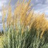 Indian Grass by Regional Science Consortium