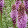 Liatris Perennial by Regional Science Consortium