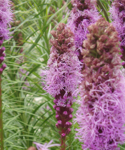 Liatris Perennial by Regional Science Consortium