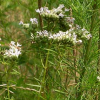 Narrow Leaf Mt. Mint Perennial by Regional Science Consortium