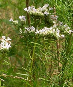 Narrow Leaf Mt. Mint Perennial by Regional Science Consortium