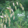 Northern Sea Oats Grass by Regional Science Consortium