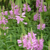 Obedient Plant Perennial by Regional Science Consortium