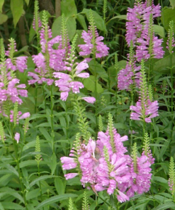 Obedient Plant Perennial by Regional Science Consortium