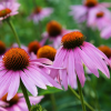 Purple Coneflower Perennial by Regional Science Consortium