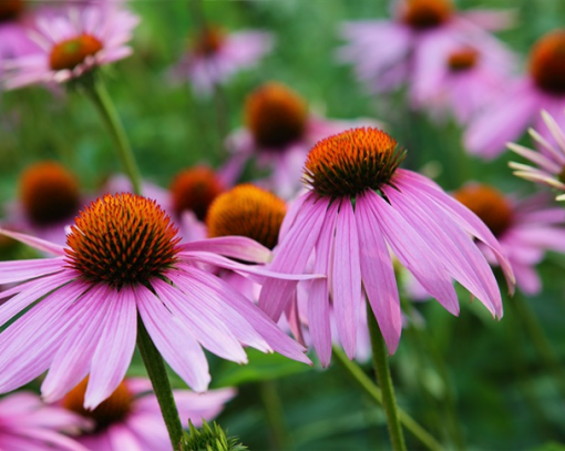 Purple Coneflower Perennial by Regional Science Consortium