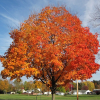 Sugar Maple Tree by Regional Science Consotrium