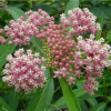 Swamp Milkweed Perennial by Regional Science Consortium