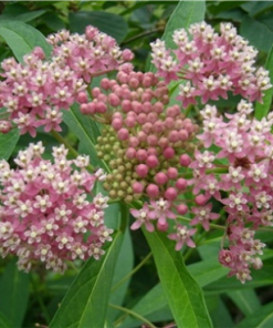 Swamp Milkweed Perennial by Regional Science Consortium