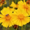 Lance Leaf Coreopsis by Regional Science Consortium