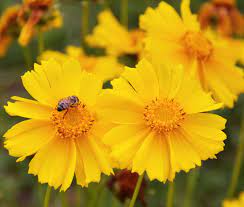 Lance Leaf Coreopsis by Regional Science Consortium