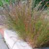 Little Bluestem by Regional Science Consortium