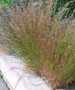 Little Bluestem by Regional Science Consortium