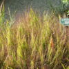 Purple Love Grass by Regional Science Consortium