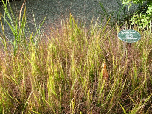 Purple Love Grass by Regional Science Consortium