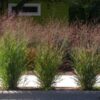 Switchgrass by Regional Science Consortium